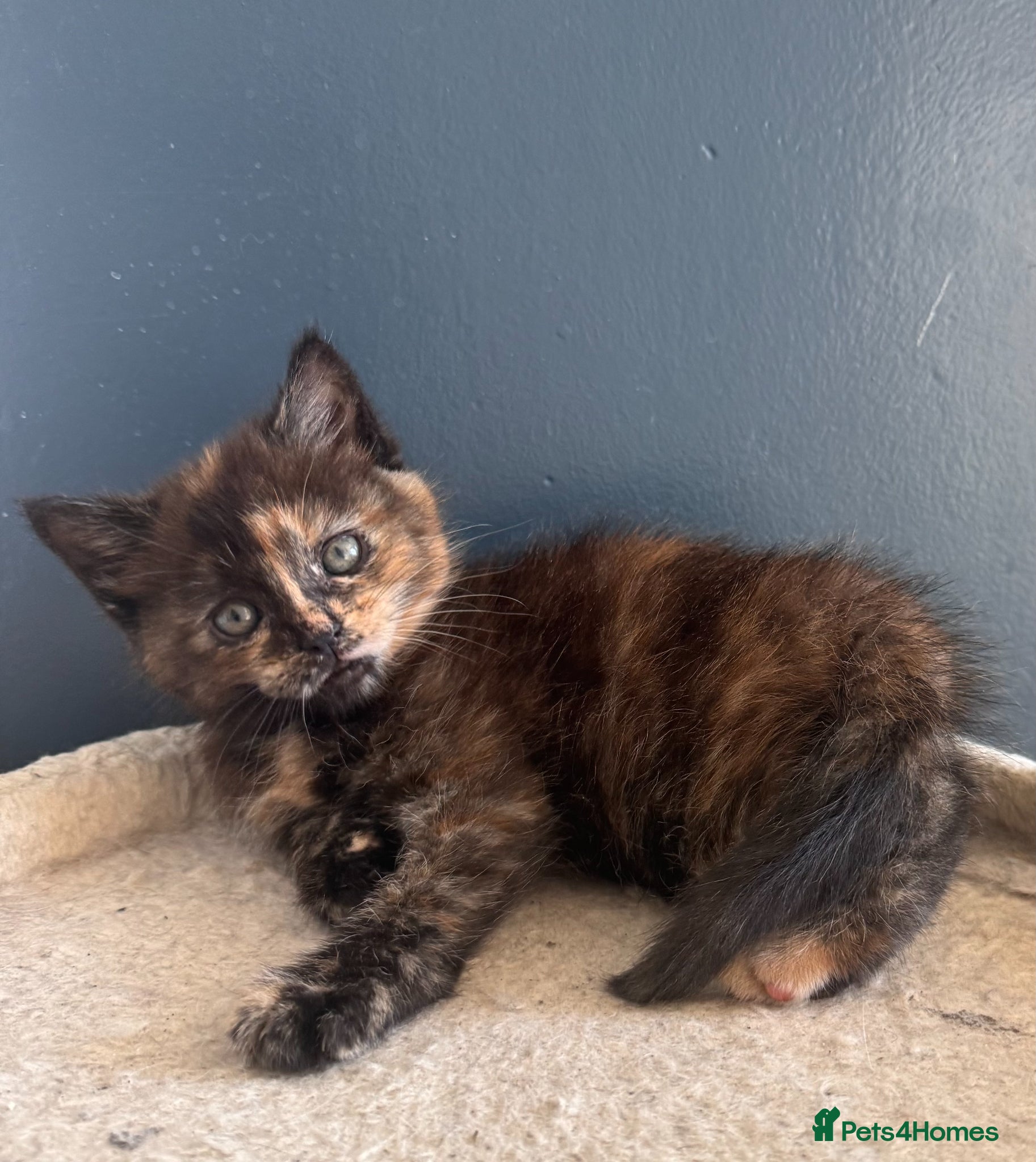 Maine Coon cats Maine Coon Cross Kittens – Ready 27th April - Advert 1