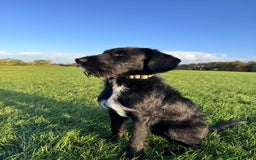 Labradoodle dogs for stud: F1b Miniature Labradoodle (Fully Health Tested) - Image 12