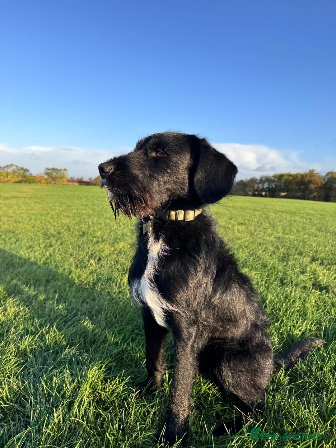 Labradoodle dogs for stud: F1b Miniature Labradoodle (Fully Health Tested) - Image 12