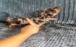 Miniature Dachshund dogs for sale: Miniature Dachshund Puppies Ready for New Homes - Image 5