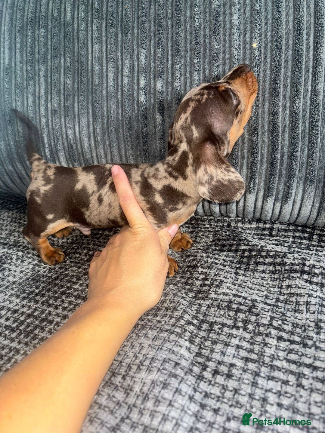 Miniature Dachshund dogs for sale: Miniature Dachshund Puppies Ready for New Homes - Image 5