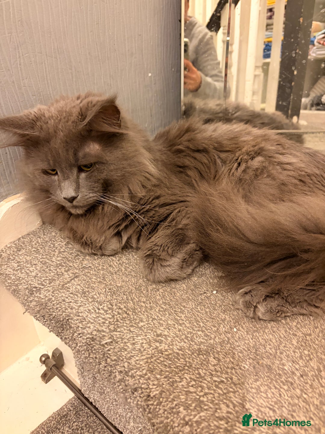 Maine Coon cats for sale: 🐱 Exceptional Maine Coon Male  - Advert 1