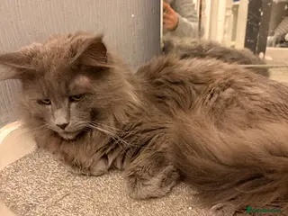 Maine Coon cats 🐱 Exceptional Maine Coon Male - Advert 12