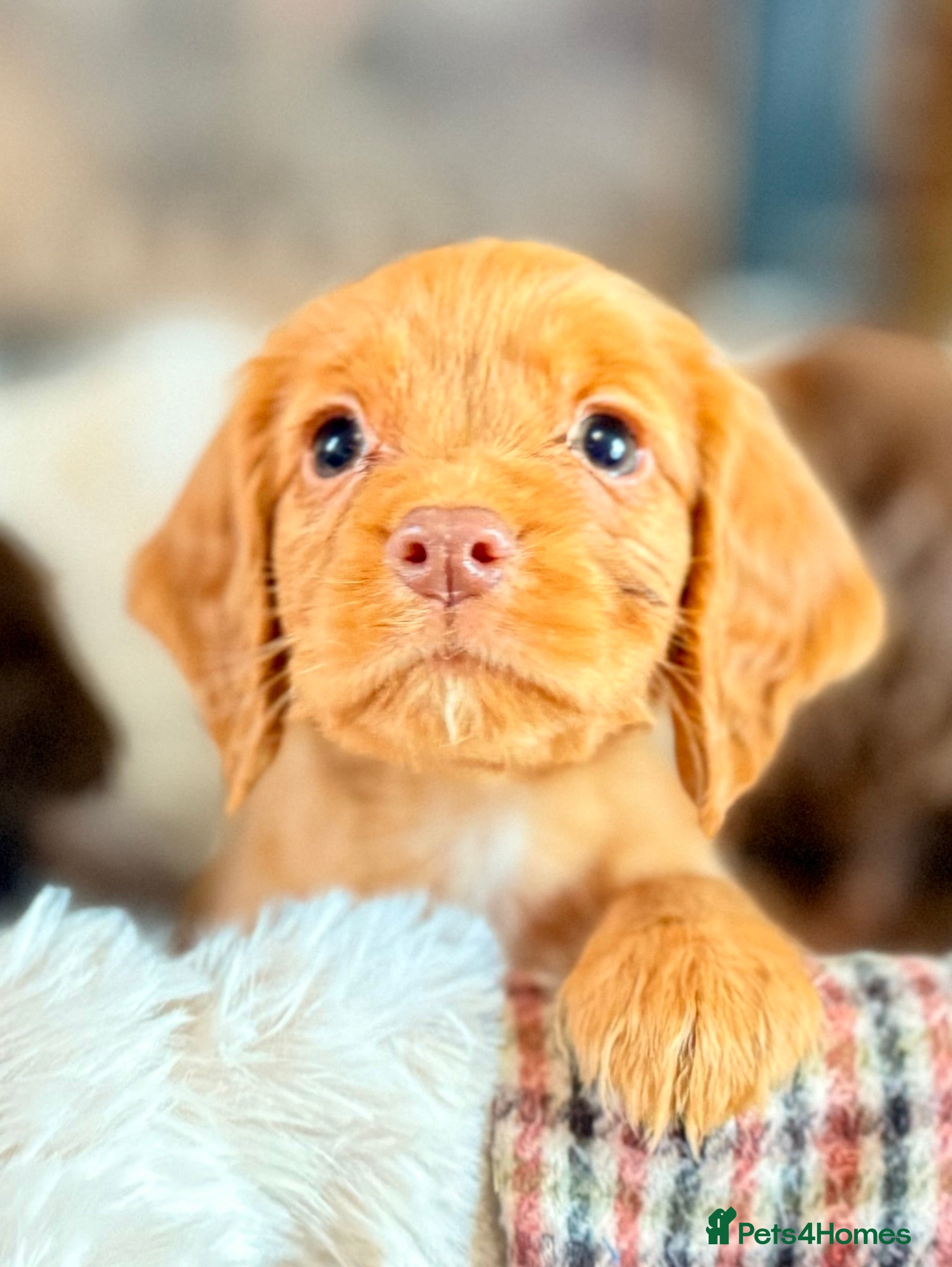 Cocker Spaniel dogs One golden girl champ lines working cocker spaniel - Advert 3