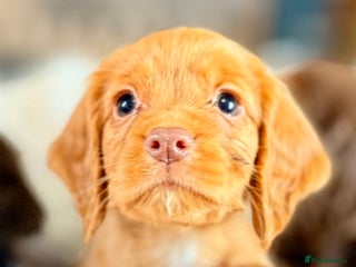 Cocker Spaniel dogs One golden girl champ lines working cocker spaniel - Advert 3