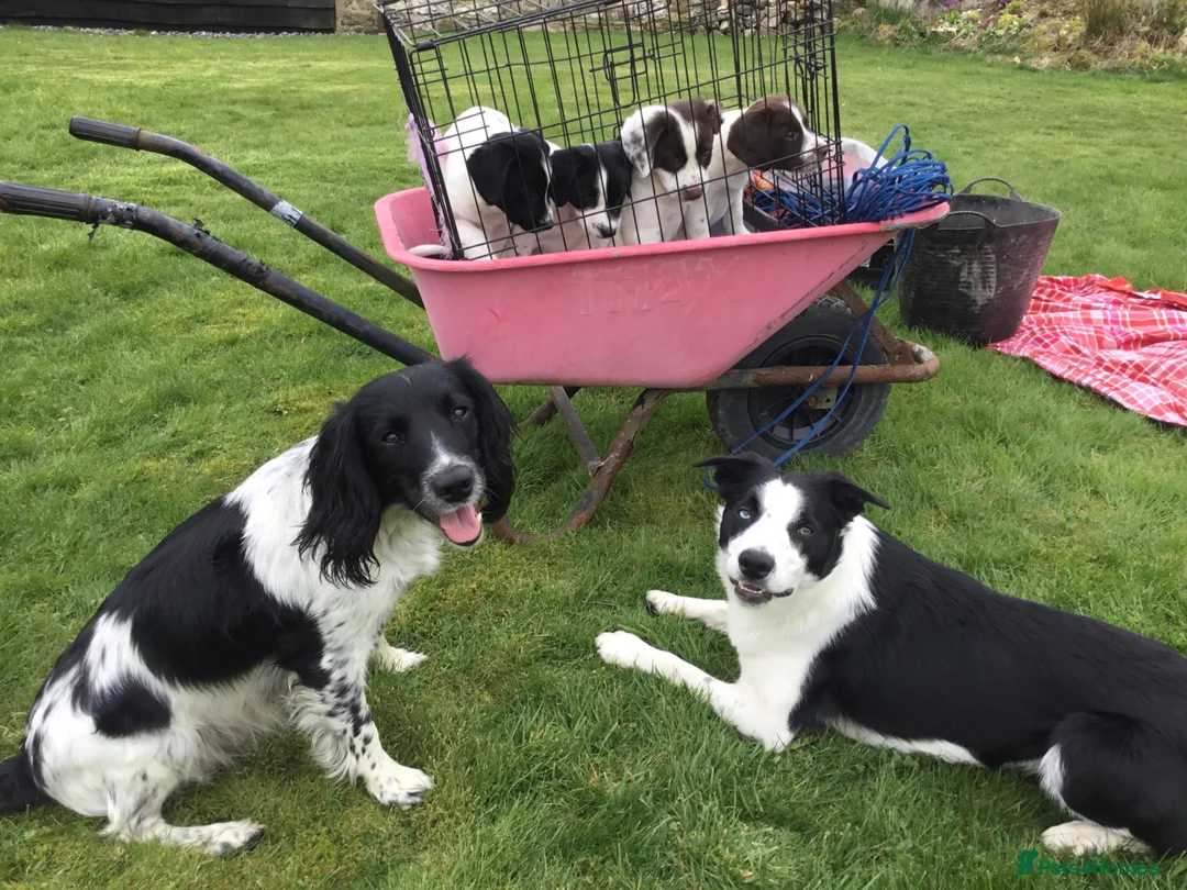 Mixed Breed dogs for sale: Sprollies in Carmarthen - Advert 1