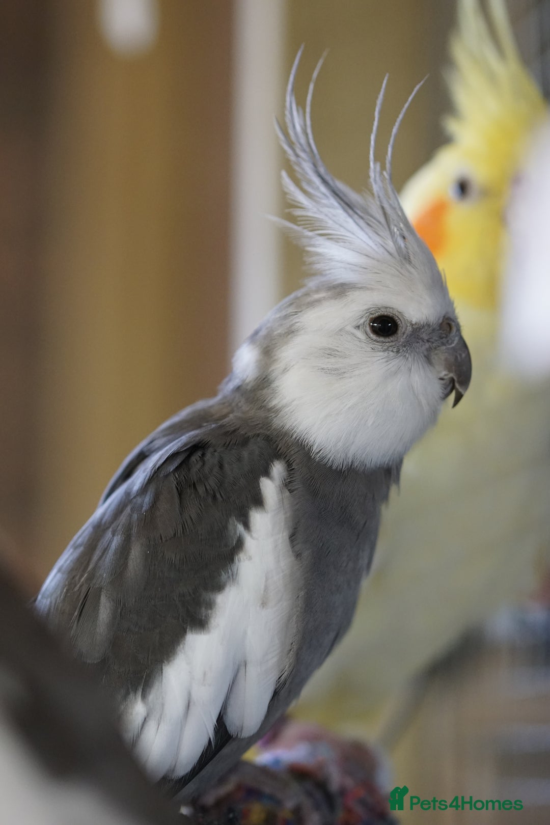 Cockatiels birds for sale: Young Cockatiels - Image 33