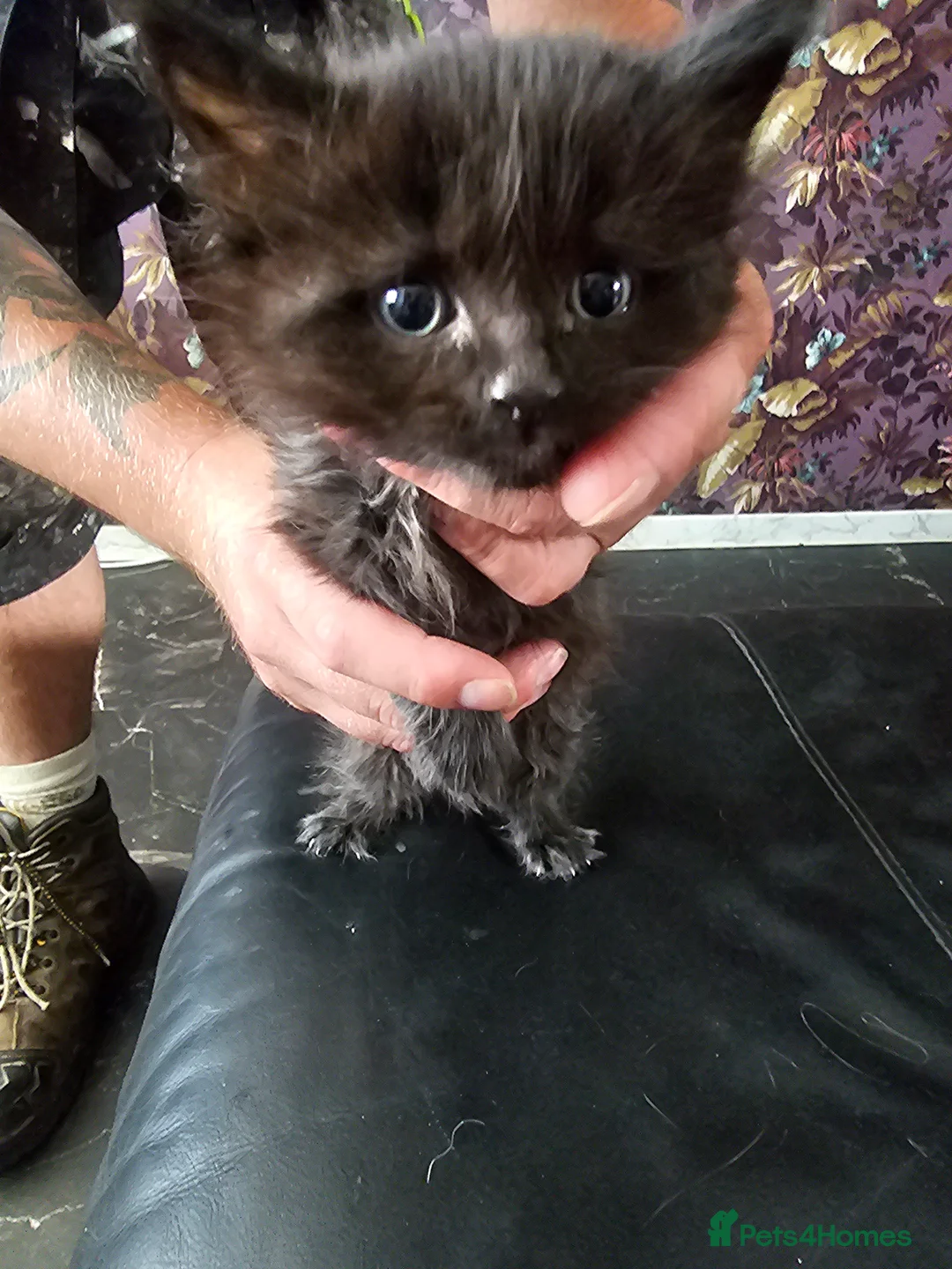Mixed Breed cats for sale: 4 kittens - Advert 2