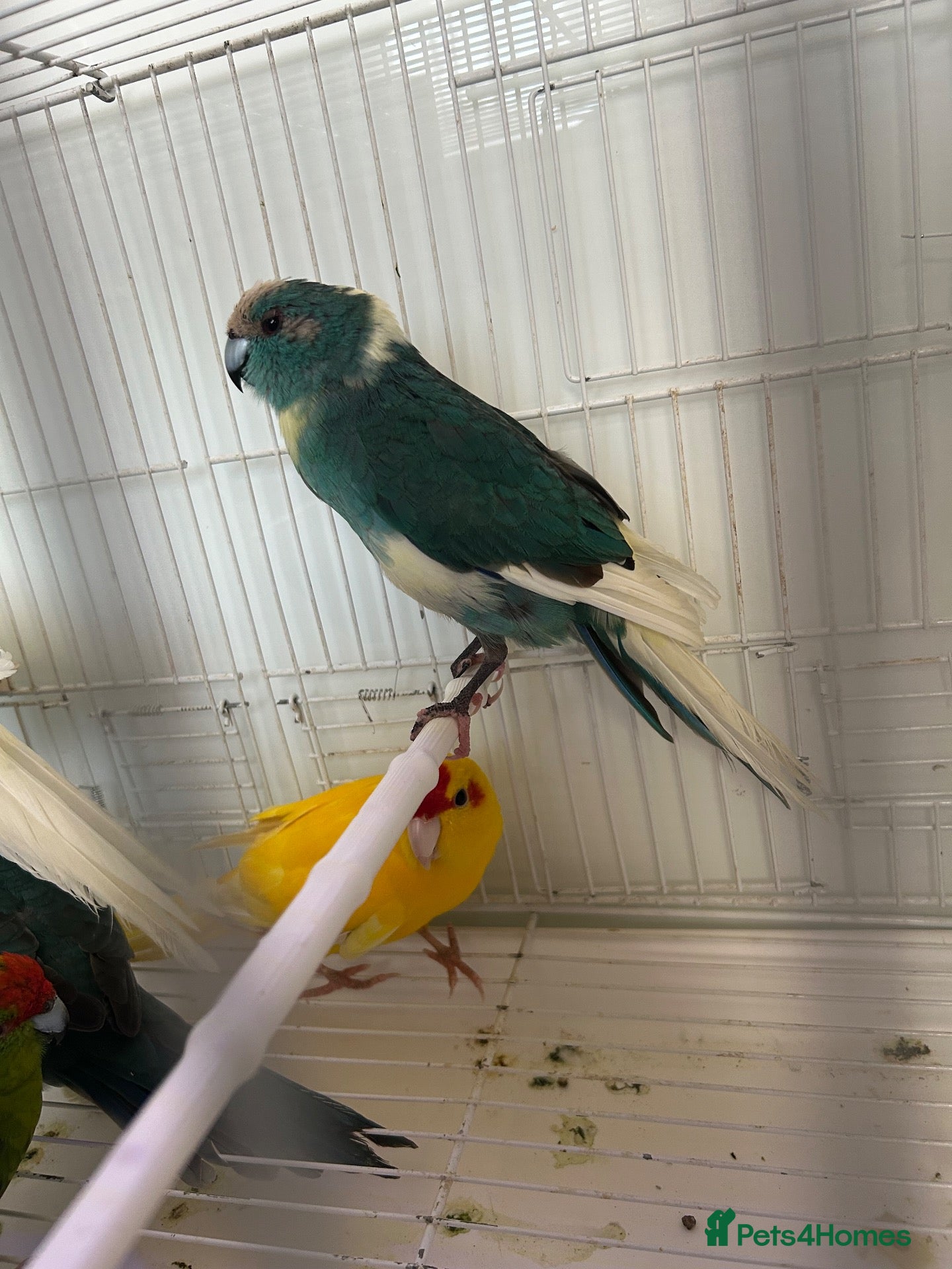Mixed Breed birds Kakarikis  - Advert 10