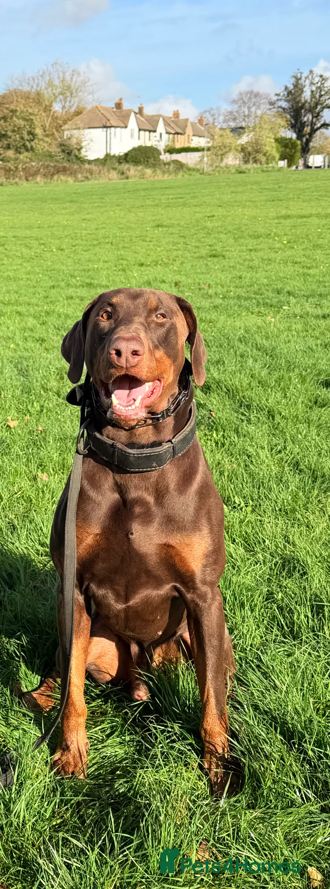 Dobermann dogs for sale: Male doberman - Advert 1