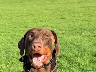 Dobermann dogs Male doberman - Advert 4