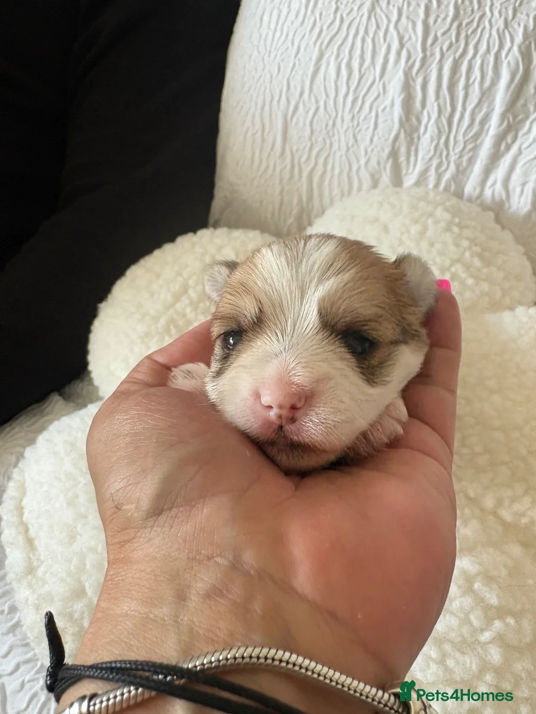 Yorkshire Terrier dogs for sale: Colorfull  yorkies  in Aberdeen - Advert 2