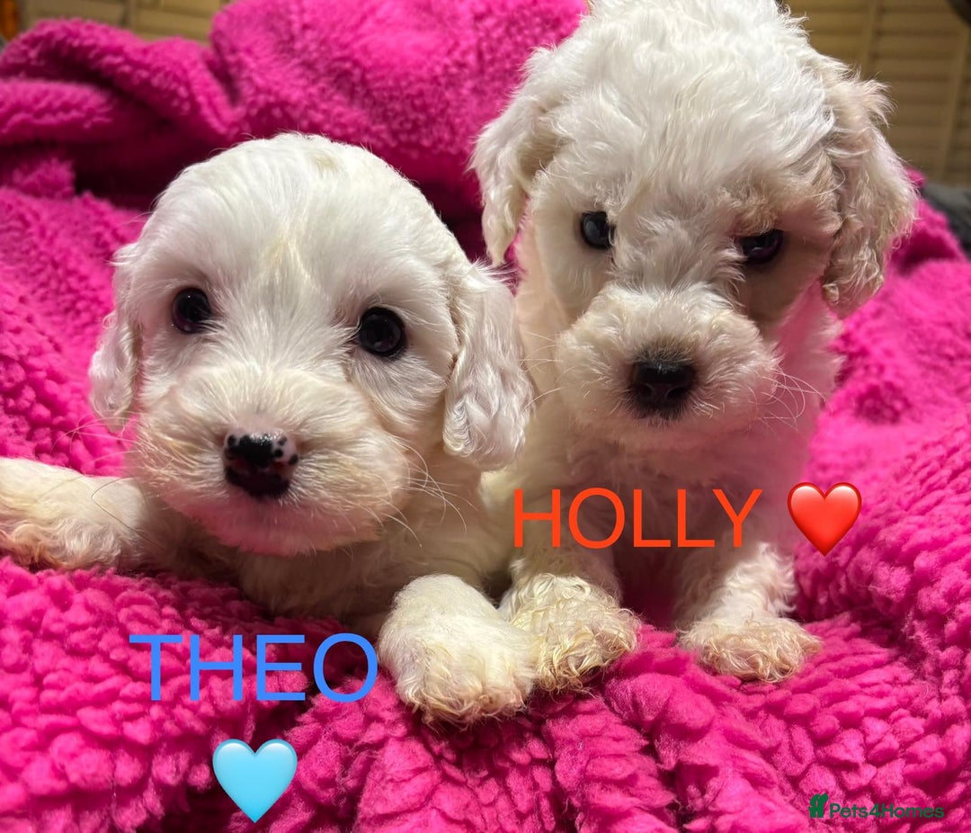 Cockapoo dogs for sale: 💛*COCKERPOO’S READY NOW in Cheshire*💛🏡 - Advert 15