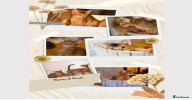 Abyssinian cats - Advert 12