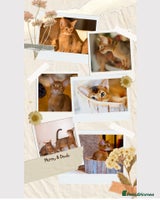 Abyssinian cats - Advert 11