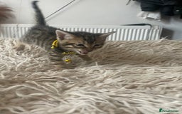 Mixed Breed cats for sale: 7 Half Snow Bengal kittens - Image 12