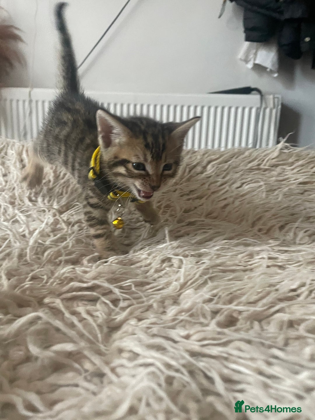 Mixed Breed cats for sale: 7 Half Snow Bengal kittens - Image 12