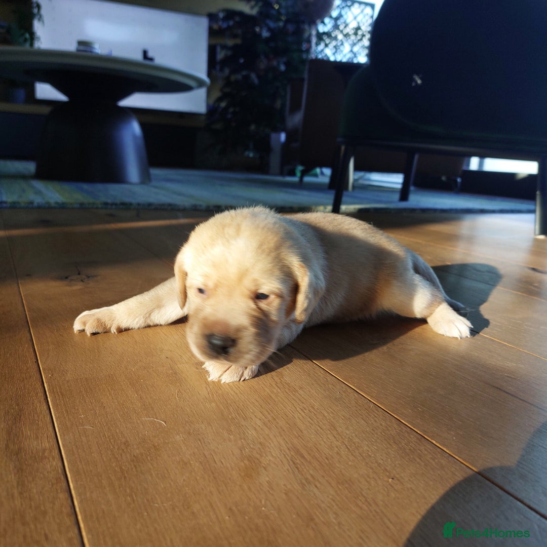 Labrador Retriever dogs for sale: Coco’s Labrador Puppies Seeking Loving Homes - Advert 15