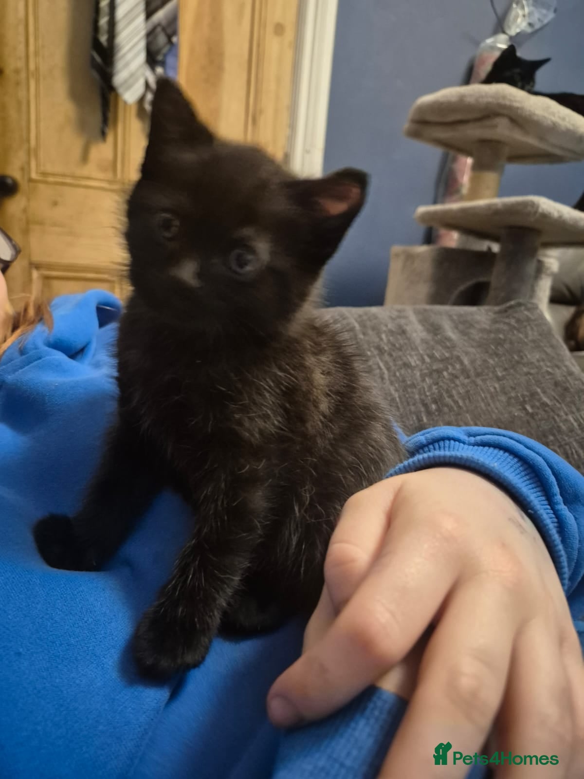 Domestic Shorthair cats Gorgeous kittens - Advert 11