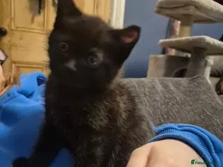 Domestic Shorthair cats Gorgeous kittens - Advert 11