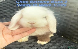 Mini Lop rabbits for sale: Mini Lops Bunnies. READ DESCRIPTION - Updated 22/7 in Chard - Image 8
