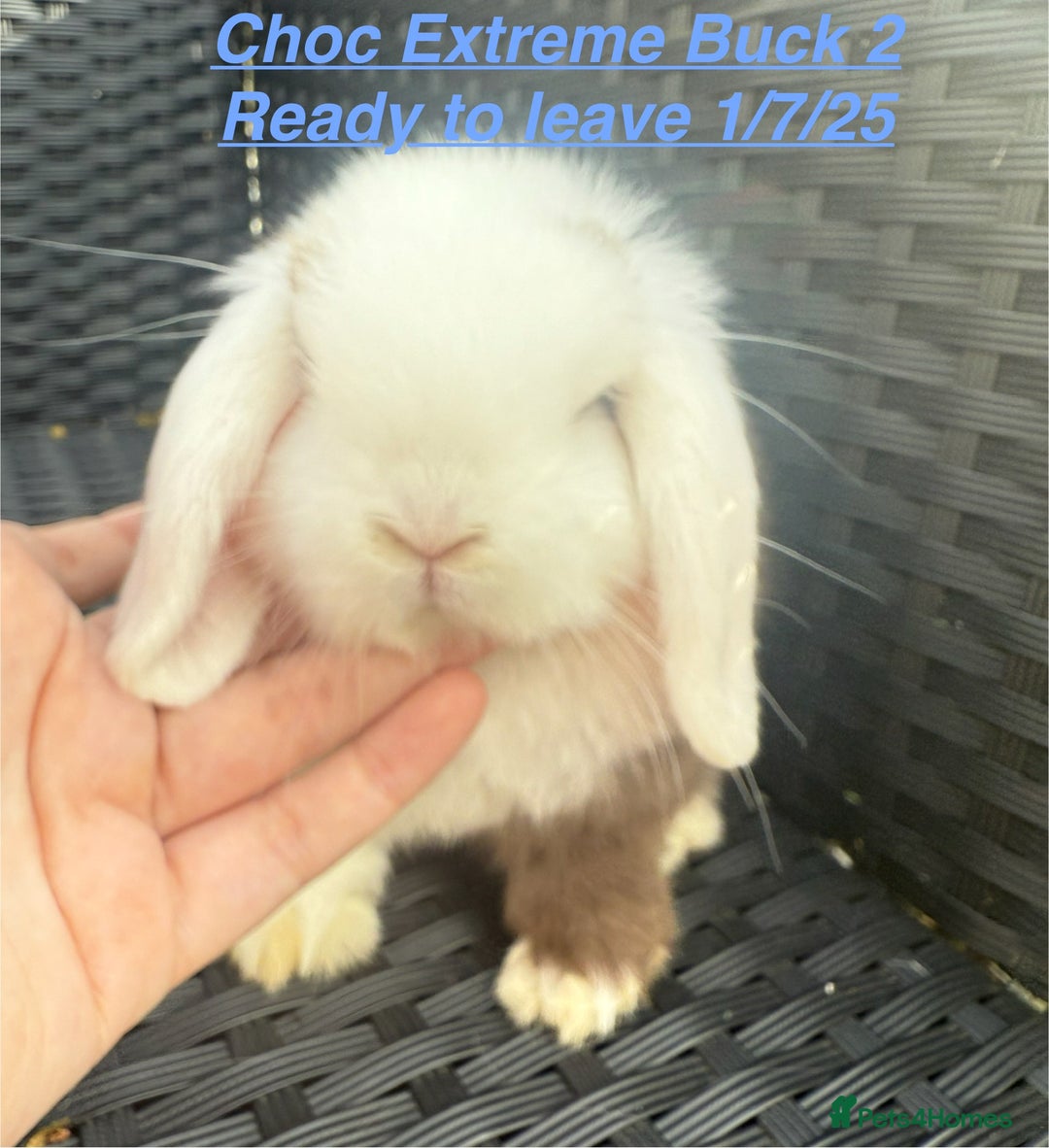 Mini Lop rabbits for sale: Mini Lops Bunnies. READ DESCRIPTION - Updated 22/7 in Chard - Image 8