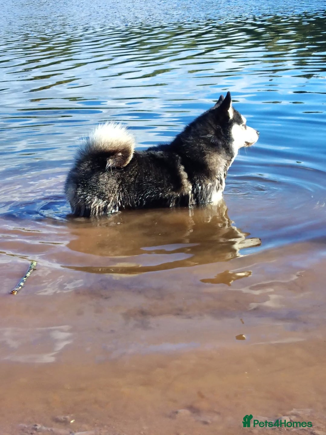 Pomsky dogs for sale: Micro F4 pomsky pups  - Advert 13