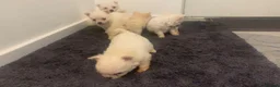 Pomeranian dogs for sale: Beautiful Pomeranian Puppies – 4 Boys & 2 Girls - Advert 5
