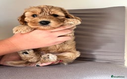 Cockapoo dogs for sale: Adorable Pappy Bread Cockapoo Puppies F2 - Image 29