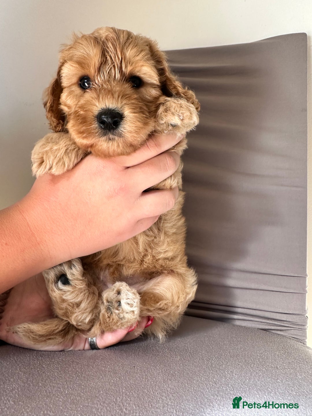 Cockapoo dogs for sale: Adorable Pappy Bread Cockapoo Puppies F2 - Image 29