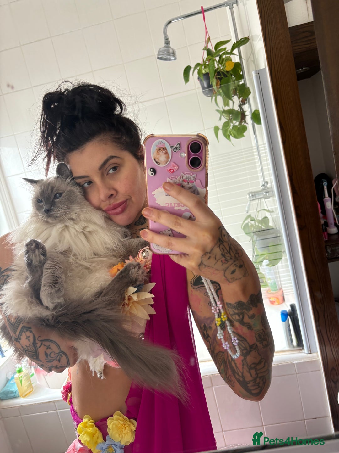 Ragdoll cats for sale: Two loving beautiful rag dolls  - Advert 4