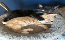 Mixed Breed cats for sale: 3 beautiful playful kittens  - Image 8
