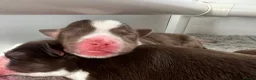 Miniature American Shepherd dogs for sale: Red Tri Miniature American Shepherd Puppies  - Advert 9