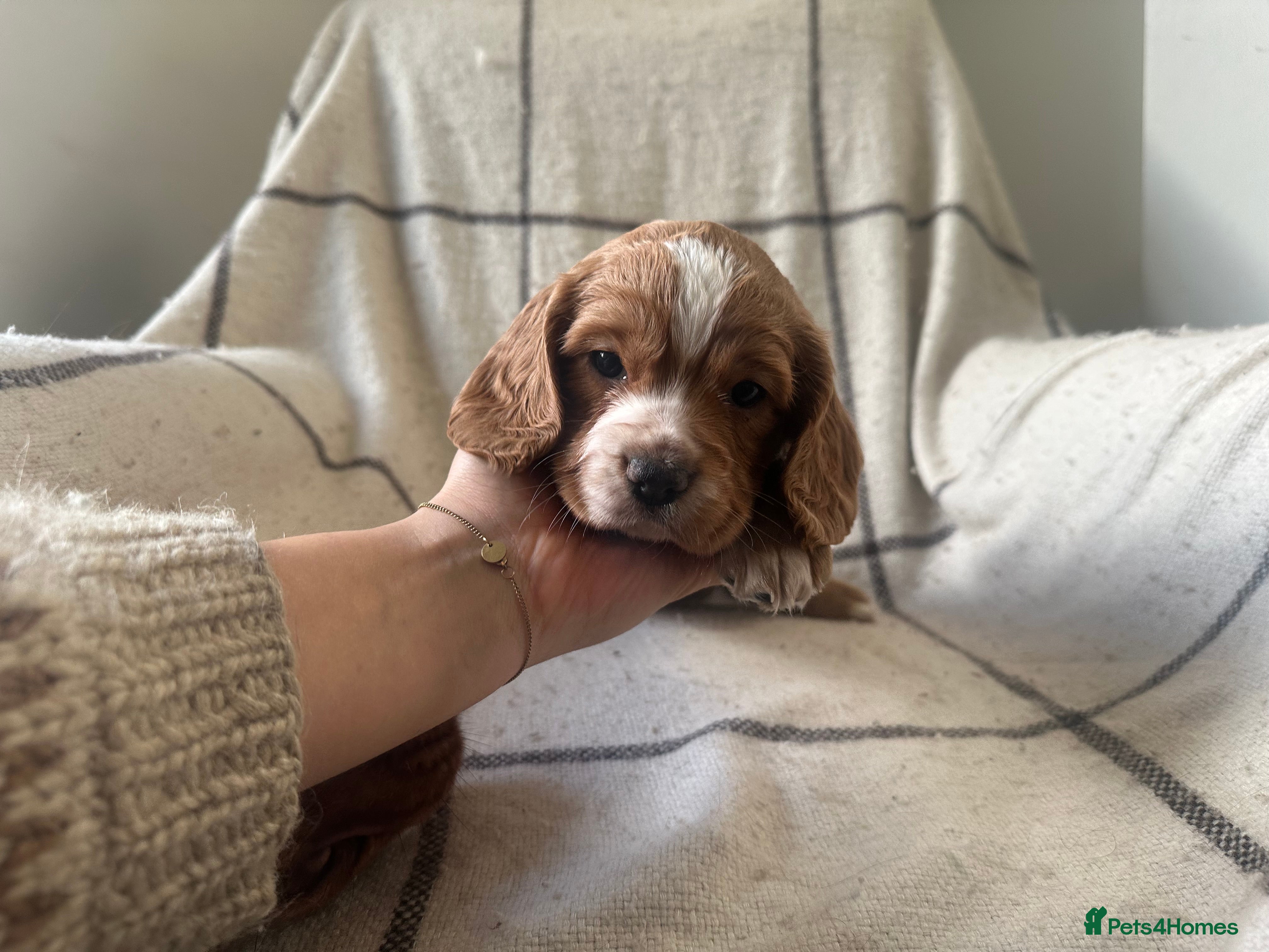 Cocker Spaniel dogs 1 girl, 1 boy left Working cocker spaniel puppies - Advert 14