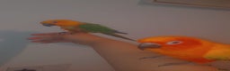 Conures birds for sale: Sun Conure & Jenday Conure  - Advert 7