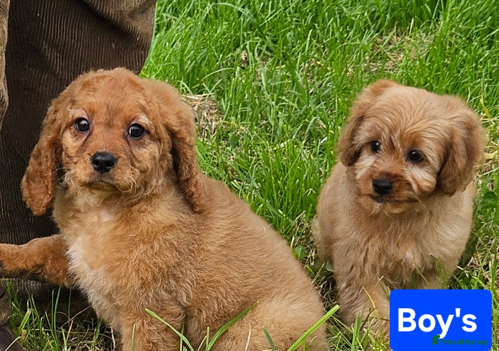 Cavapoo dogs Beautiful cavapoo puppies for sale  - Advert 11