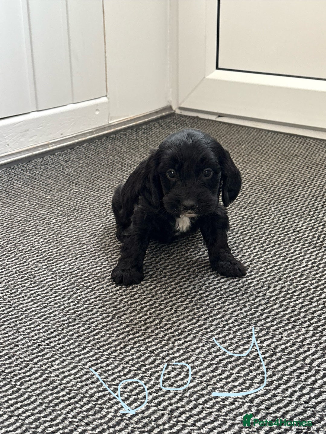 Cockapoo dogs for sale: Cockapoo puppies  - Image 3