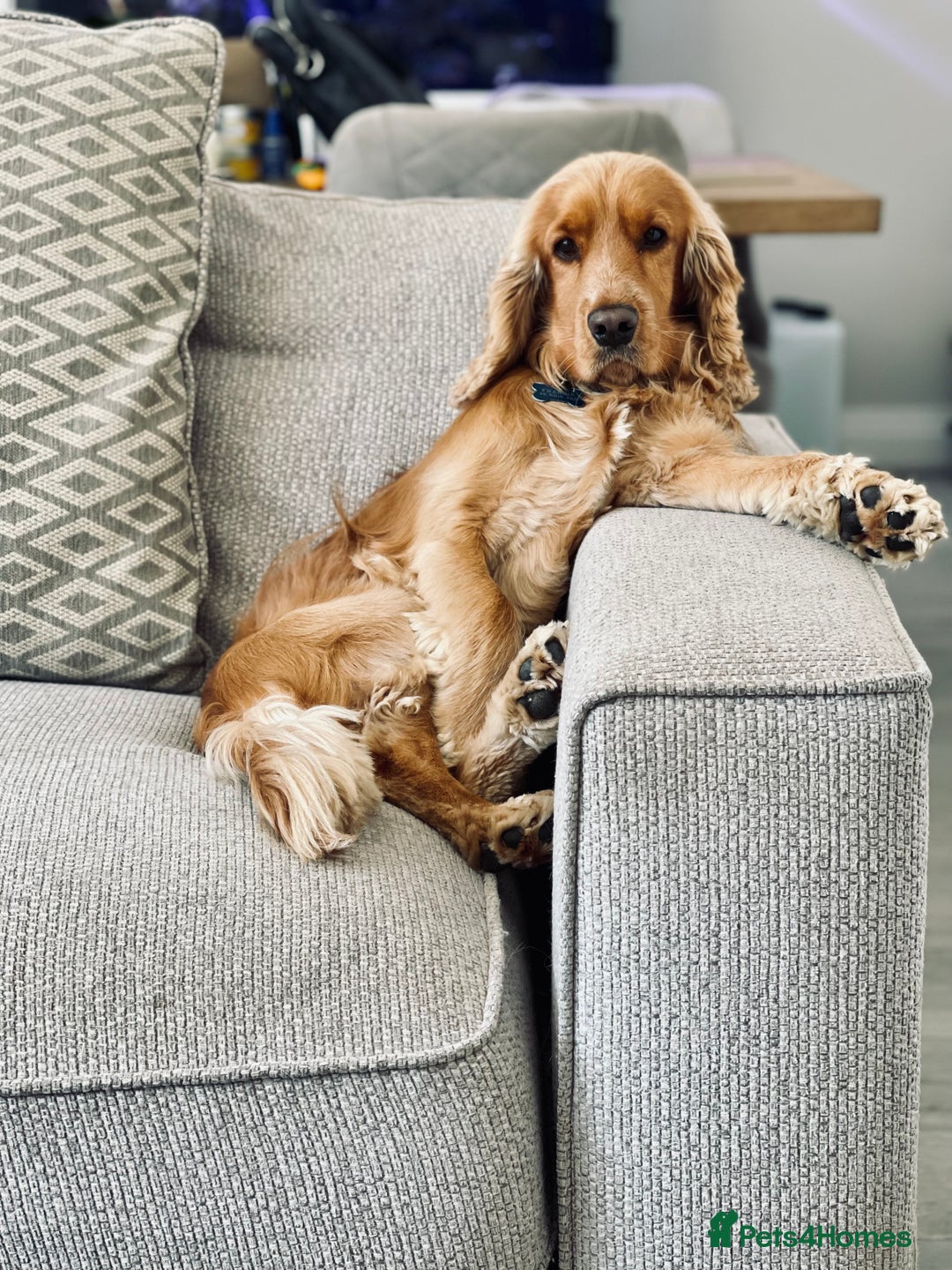 Cocker Spaniel dogs for stud: KC Registered Show Cocker - Advert 2