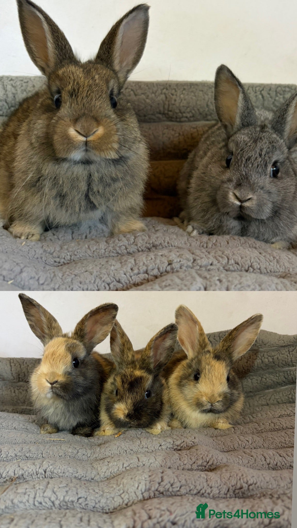 French Lop rabbits 5 baby rabbits ready to go now - Advert 2