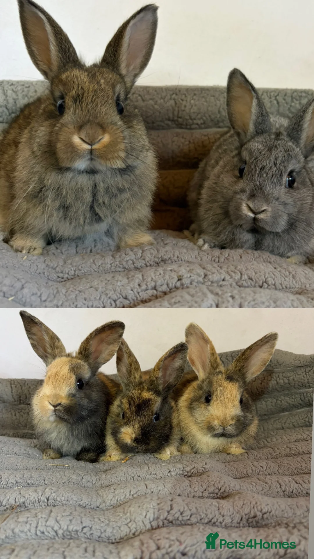 French Lop rabbits for sale: 5 baby rabbits ready to go now - Advert 2