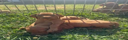 Hungarian Vizsla dogs for sale: 9 KC registered Hungarian Vizla puppies - Advert 13