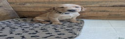 Labrador Retriever dogs for sale:  Fox red shade of yellow Labrador puppies for sale - Advert 14
