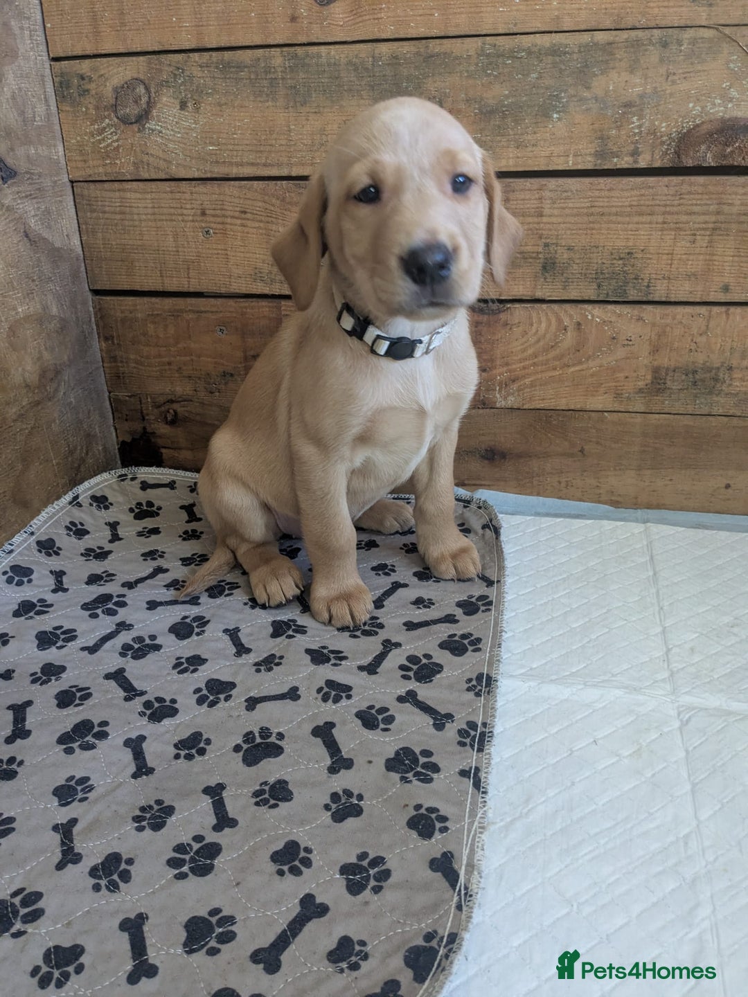 Labrador Retriever dogs for sale:  Fox red shade of yellow Labrador puppies for sale - Advert 14