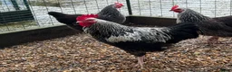 Chickens poultry for sale: Beautiful Trios of Bantams - Advert 1