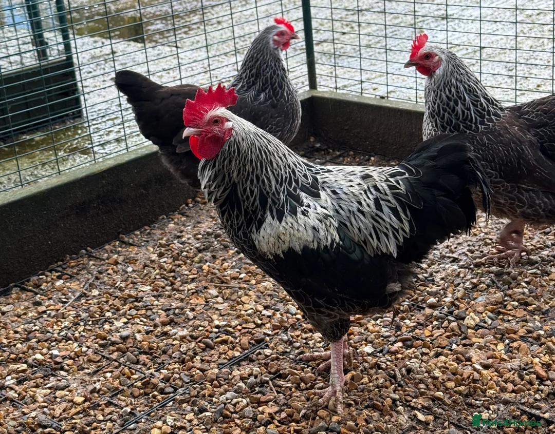 Chickens poultry for sale: Beautiful Trios of Bantams - Advert 1