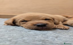 Labrador Retriever dogs for sale: KC Registered Working Labradors - Image 16