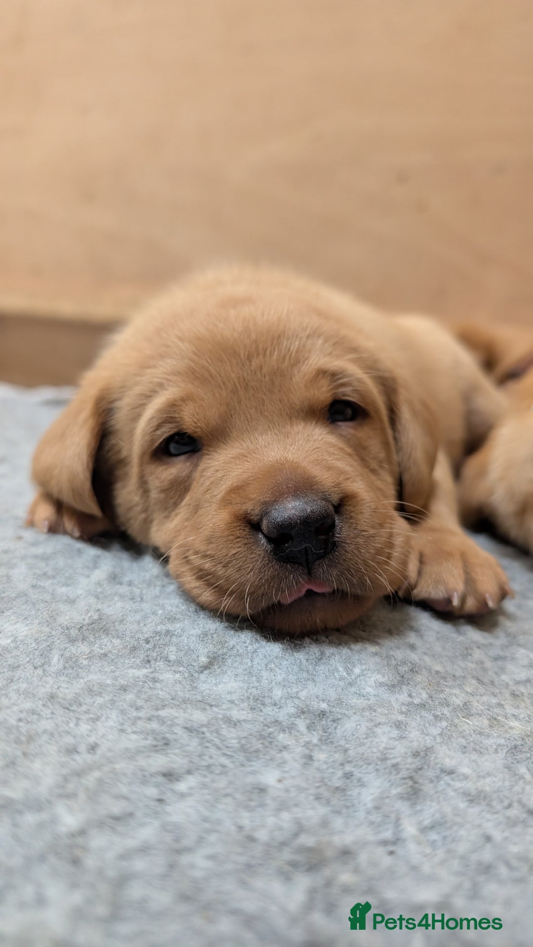 Labrador Retriever dogs for sale: KC Registered Working Labradors - Image 16