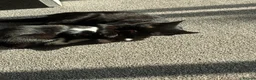 British Longhair cats for sale: Kittens 1 left mother is Maine coon  - Advert 3