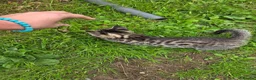Mixed Breed cats for sale: 🐾 Beautiful Tabby Kittens Ready to Melt You Heart - Advert 23