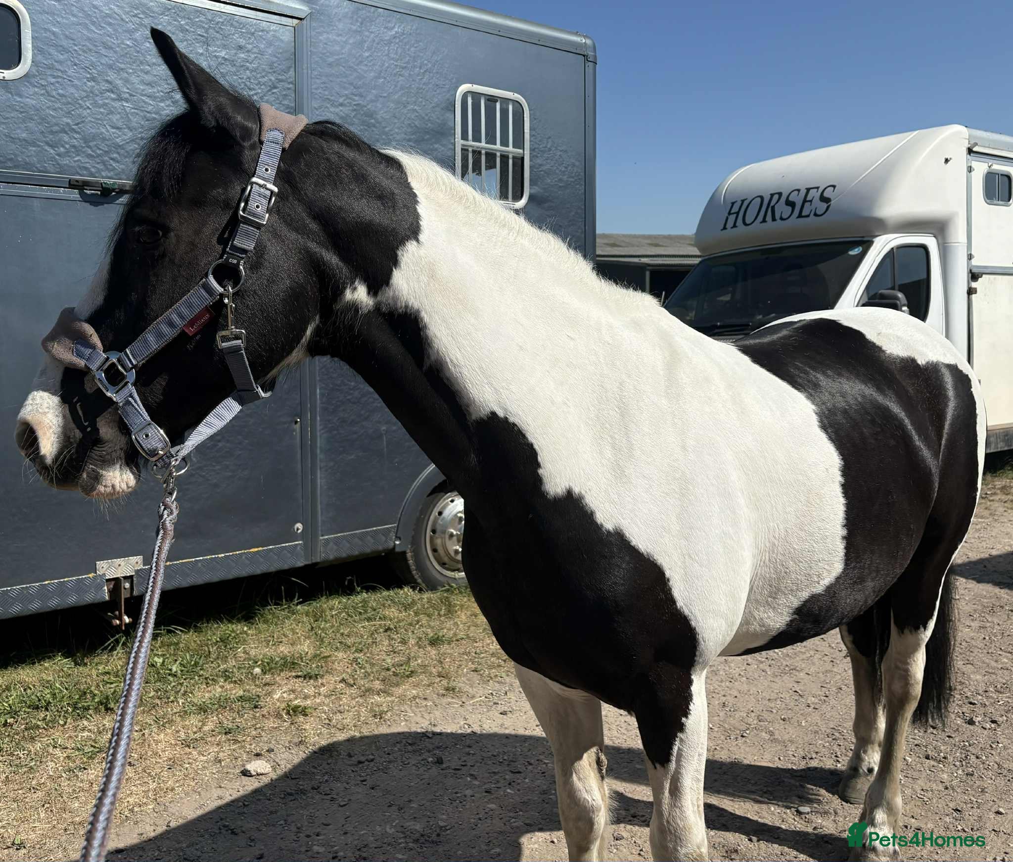 Other Breed horses Lady athena - Advert 4